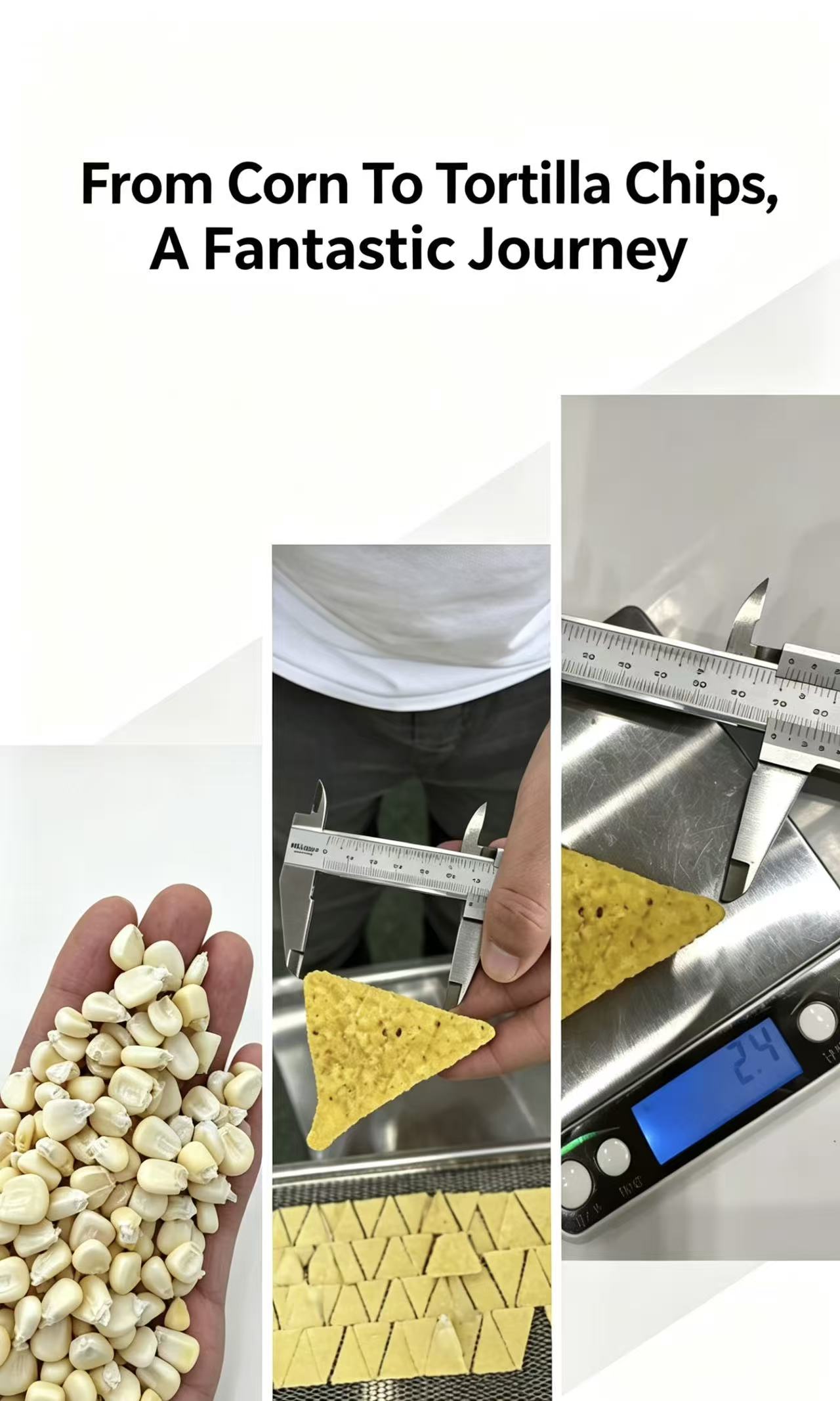 Why Waxy Maize from Argentina & Spain Makes the Best Tortilla Chips 