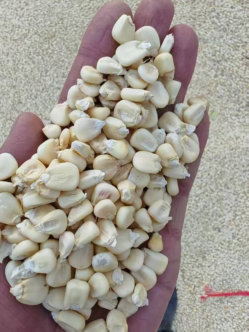 Why Waxy Maize from Argentina & Spain Makes the Best Tortilla Chips 